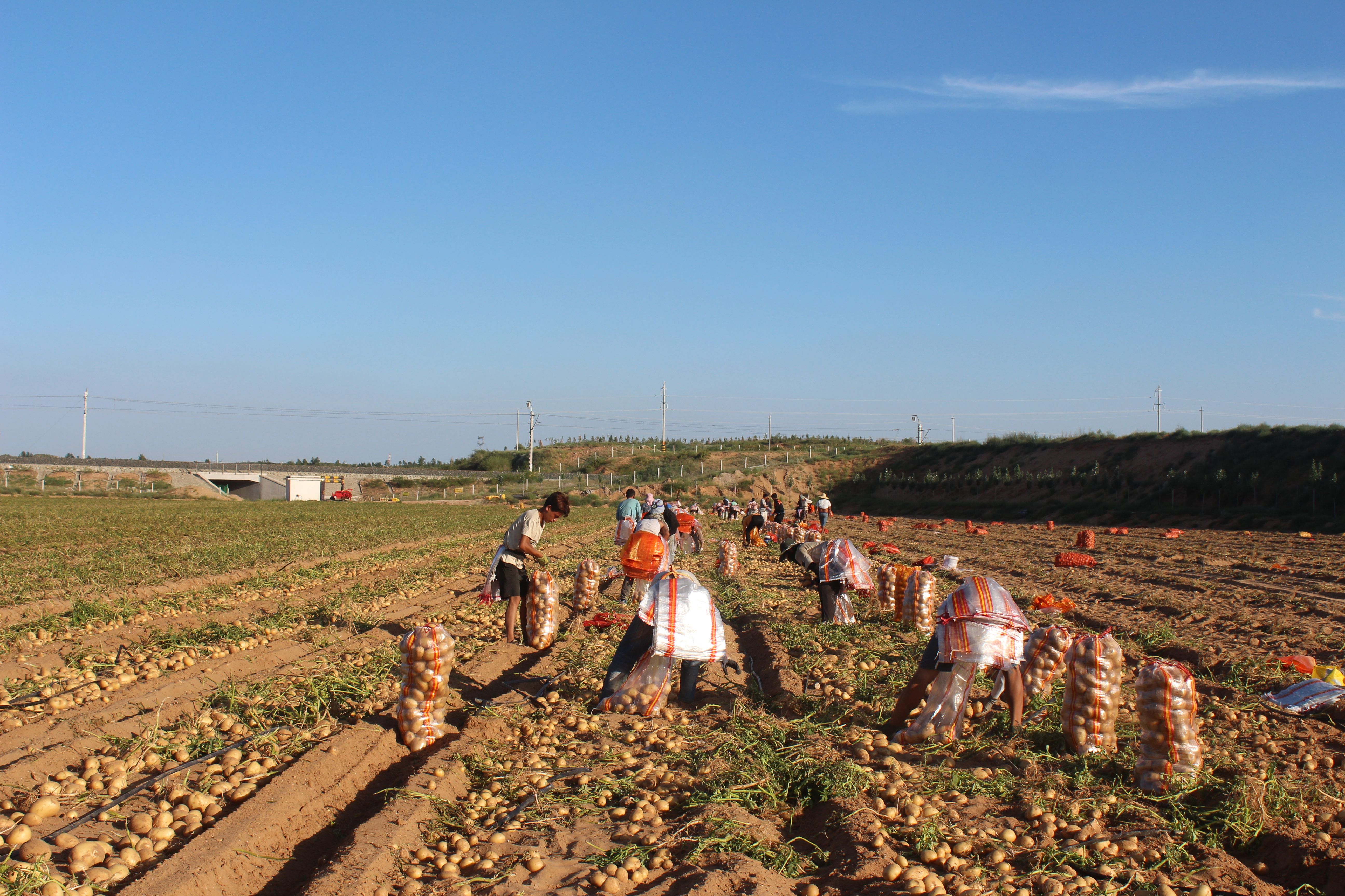 神木市大力发展规模化科学化种植田间丰景美产业钱景好