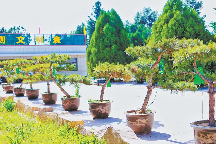 靖边县积极探寻林业产业发展创新之路——厚植绿色沃土 共享生态红利