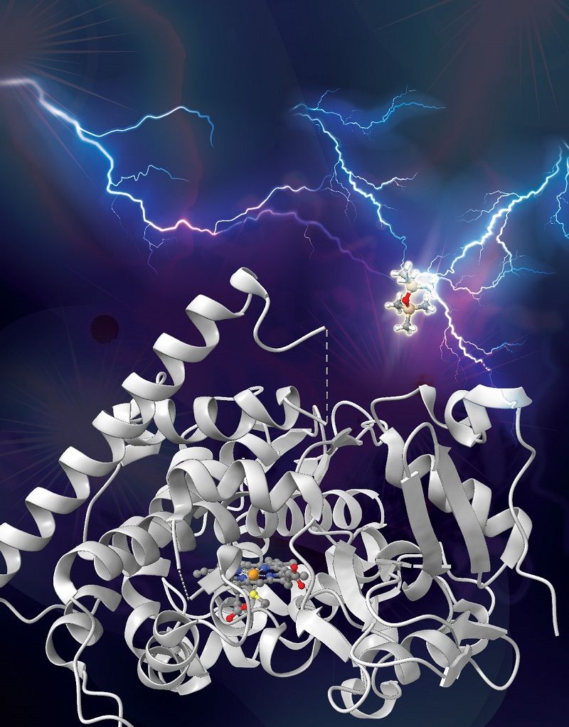 人工进化酶首次打破硅碳键有助有机硅化合物生物降解