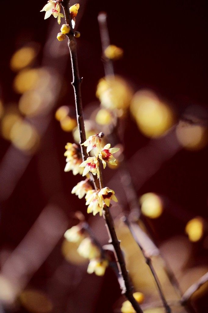 北京蜡梅盛放迎游客