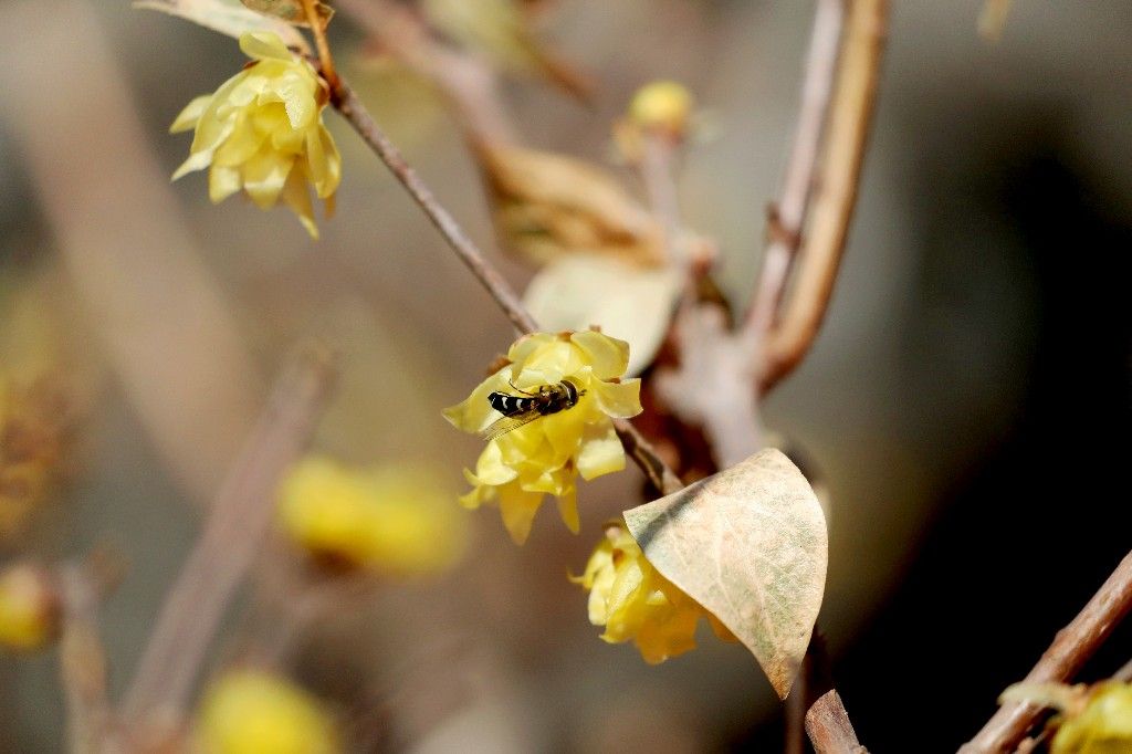 北京蜡梅盛放迎游客