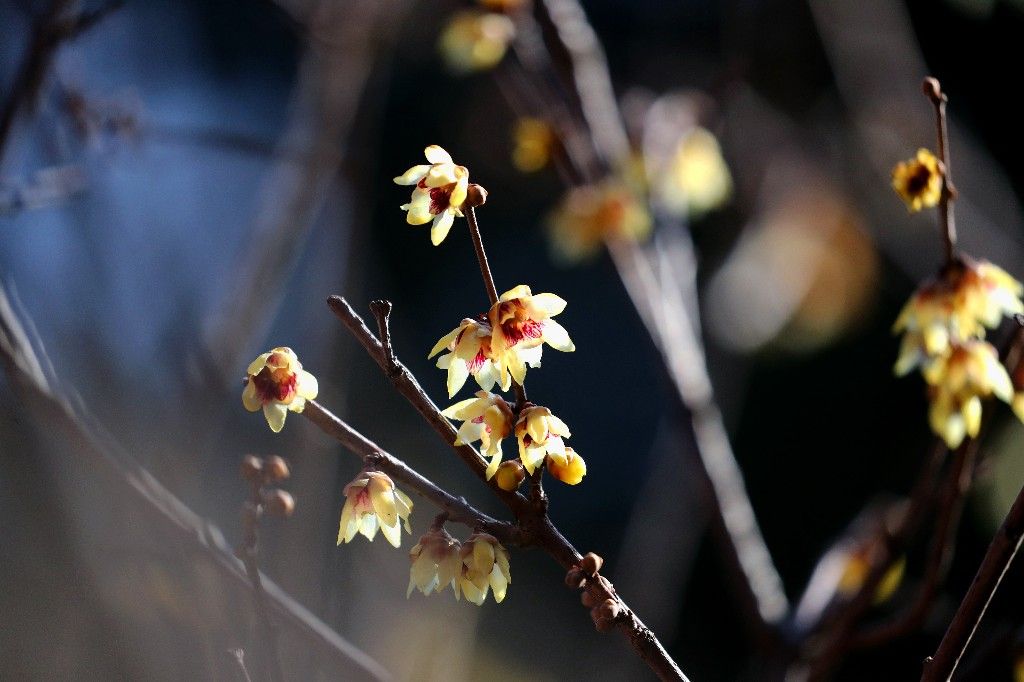 北京蜡梅盛放迎游客