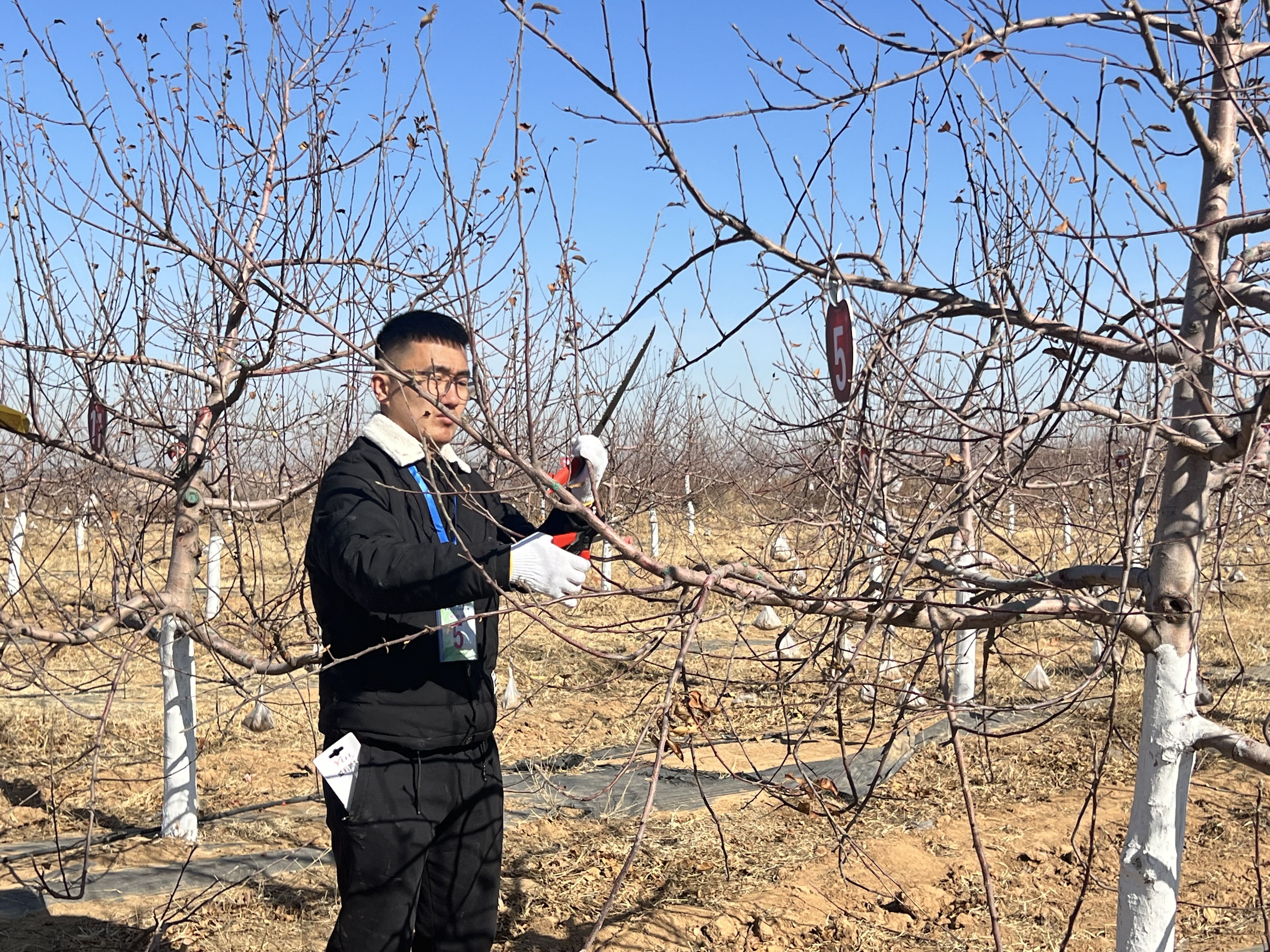 柱状苹果树的修剪图片