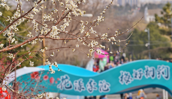 第二十四届青岛梅花节开幕