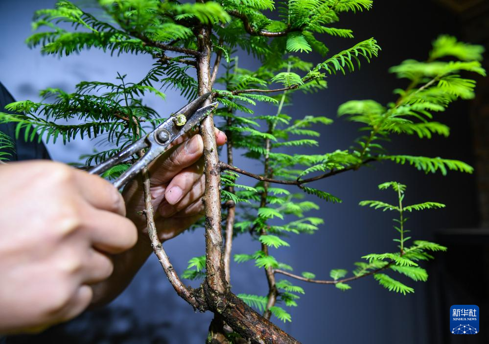 5月2日,在四川省成都市温江区,陈宏宇在工作室对盆景进行修枝.