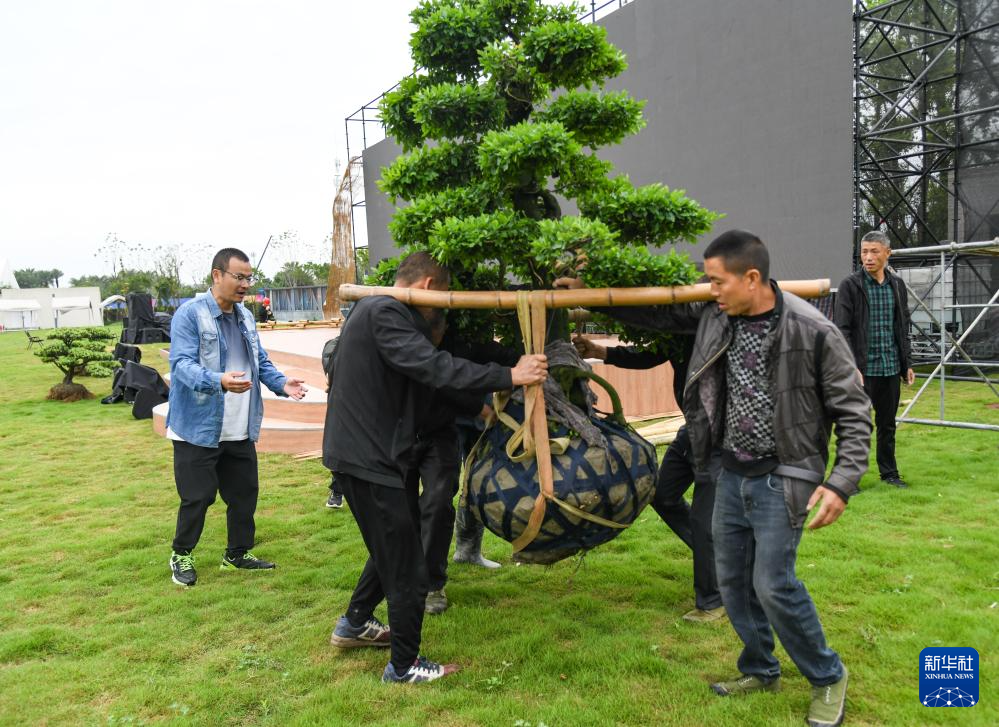 新华社记者 王曦 摄为了推动盆景文化的创新与发展,陈宏宇自2017年