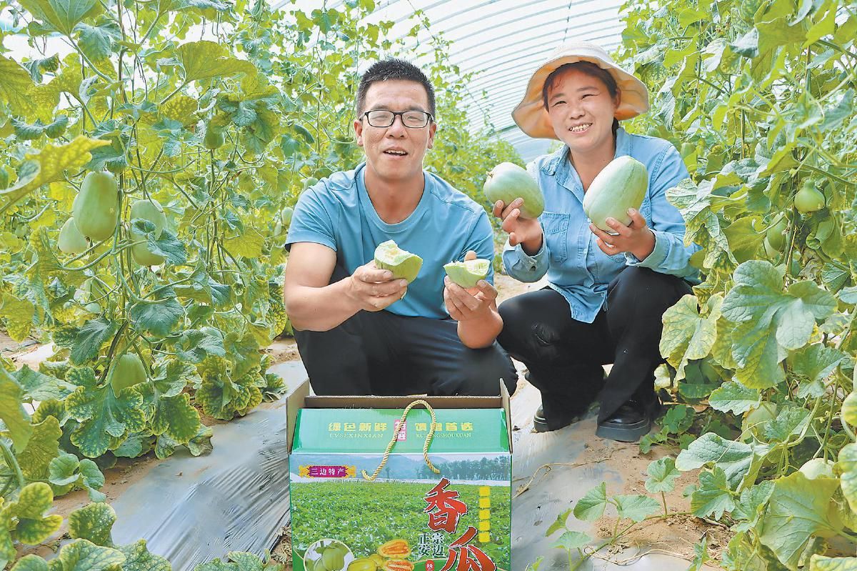 定边县北园子村:老牌香瓜新鲜"靓"相