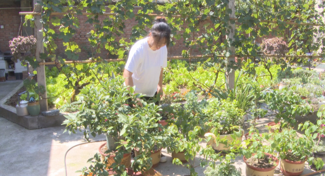 杨雪丽给小院绿植浇水