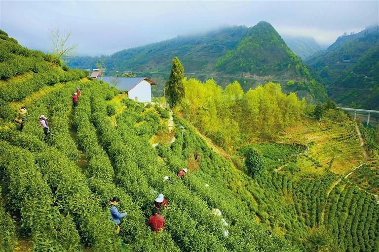 紫阳富硒茶茶园