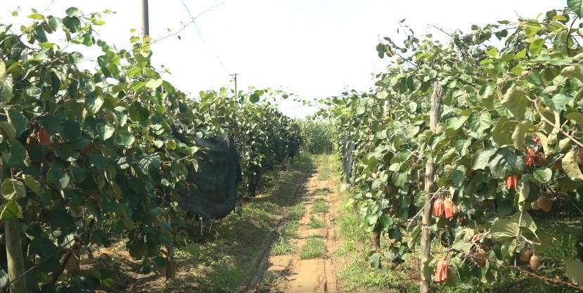 郁郁葱葱的猕猴桃树（本文图片由华州区融媒体中心提供）