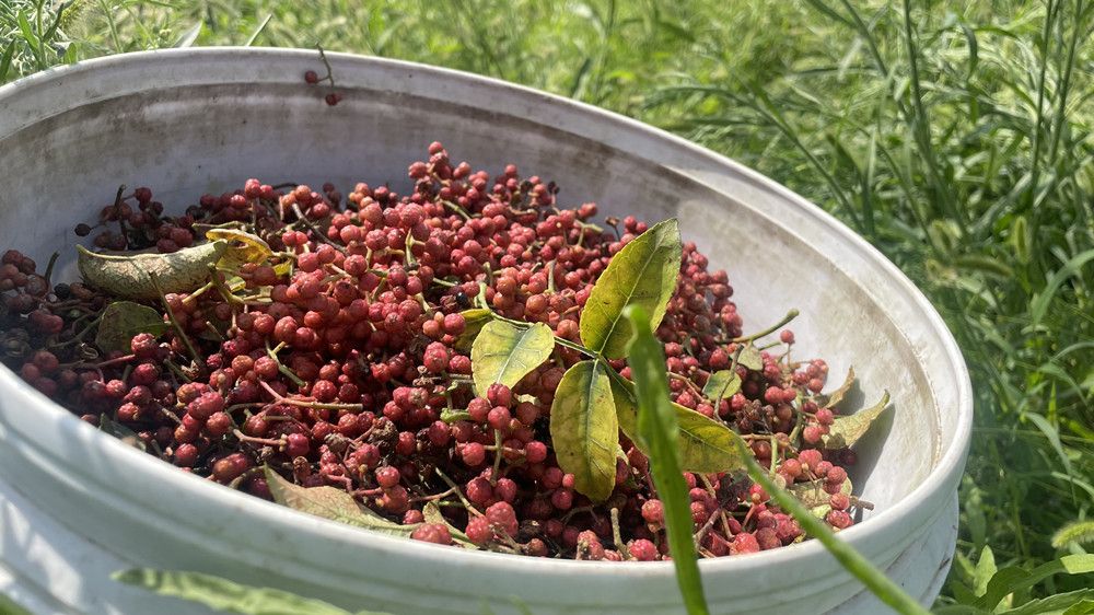 鲜红的花椒，散发着沁人的香味。