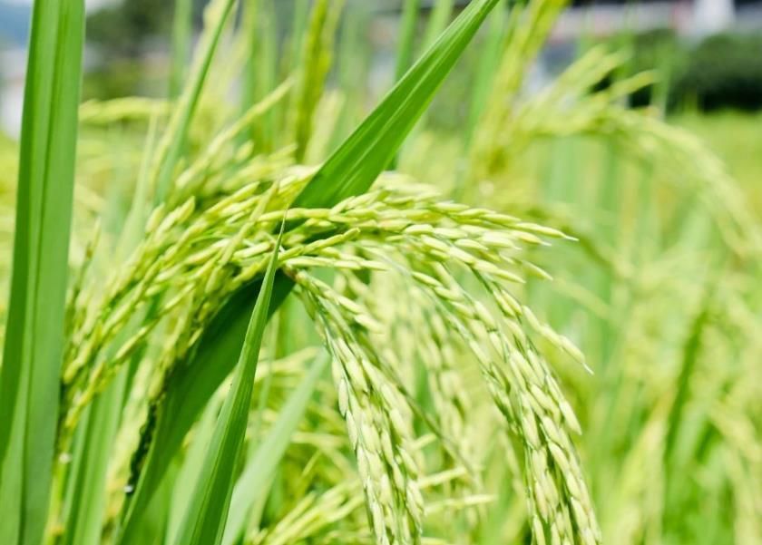 饱满的稻穗在阳光下散发出阵阵稻香。