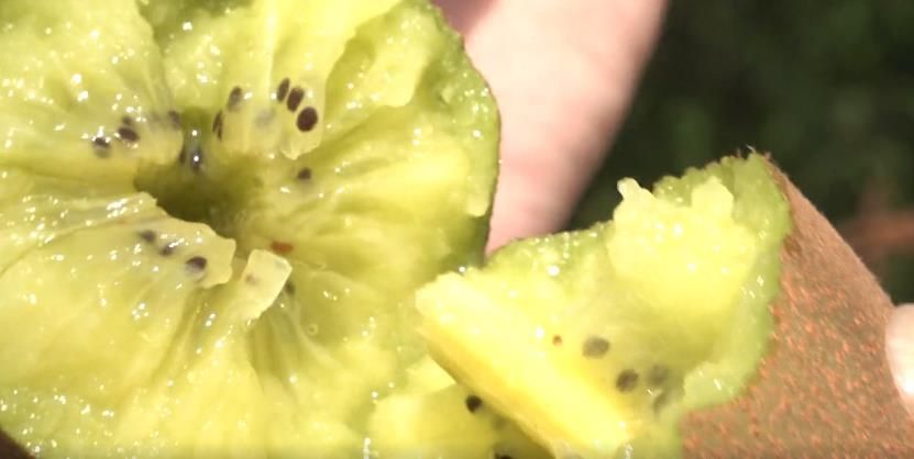 果肉细嫩 晶莹剔透