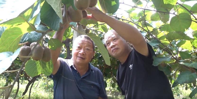果农查看猕猴桃长势