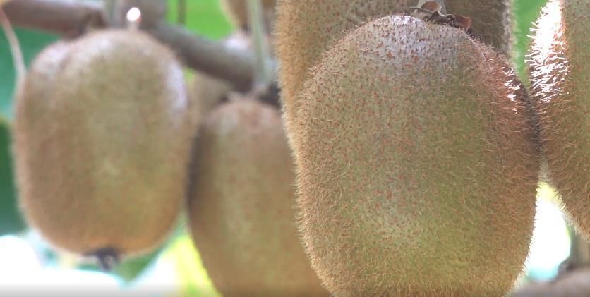 色泽鲜亮 果实饱满