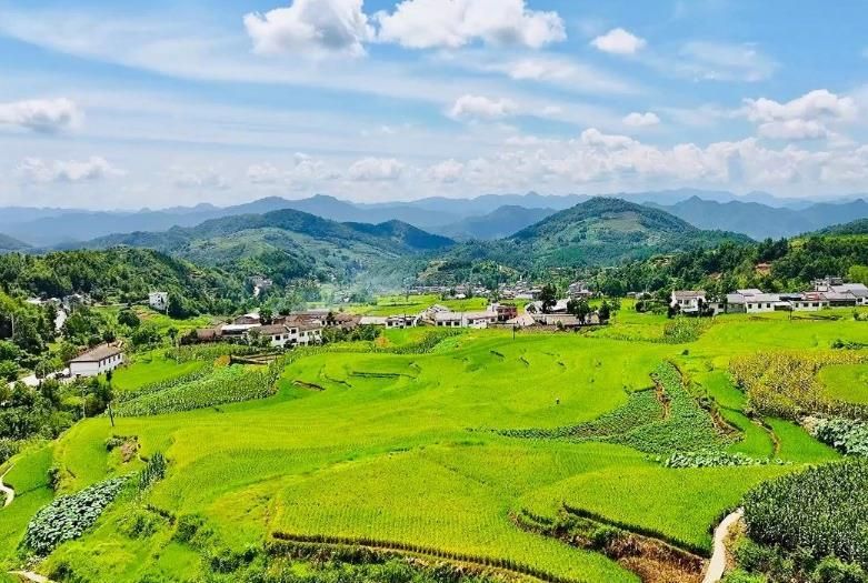 成片的稻田连在一起，绵延起伏、错落有致。