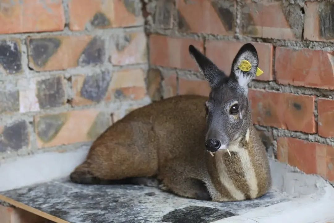 林麝在圈舍休息。