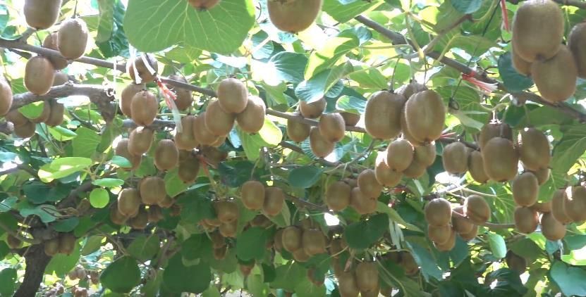 猕猴桃挂满枝头