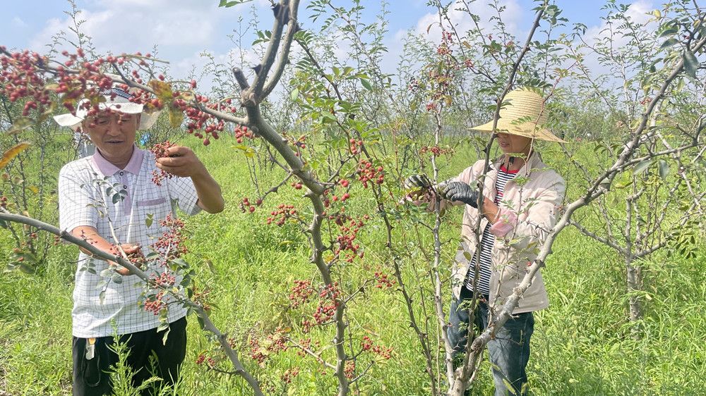 村民正在采摘花椒。