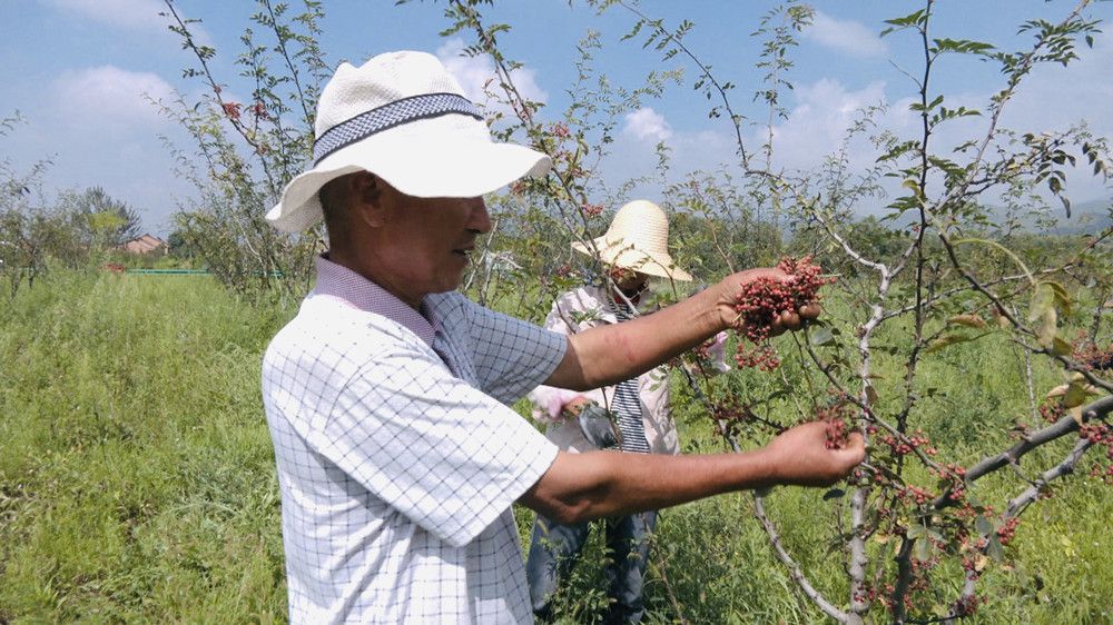 张家村种植花椒喜迎丰收。