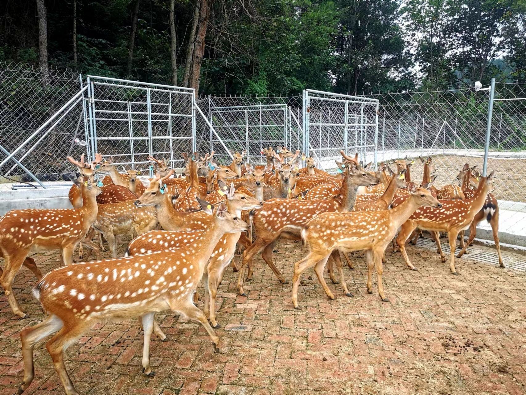 花色斑驳、俏皮可爱的梅花鹿 何霜 摄