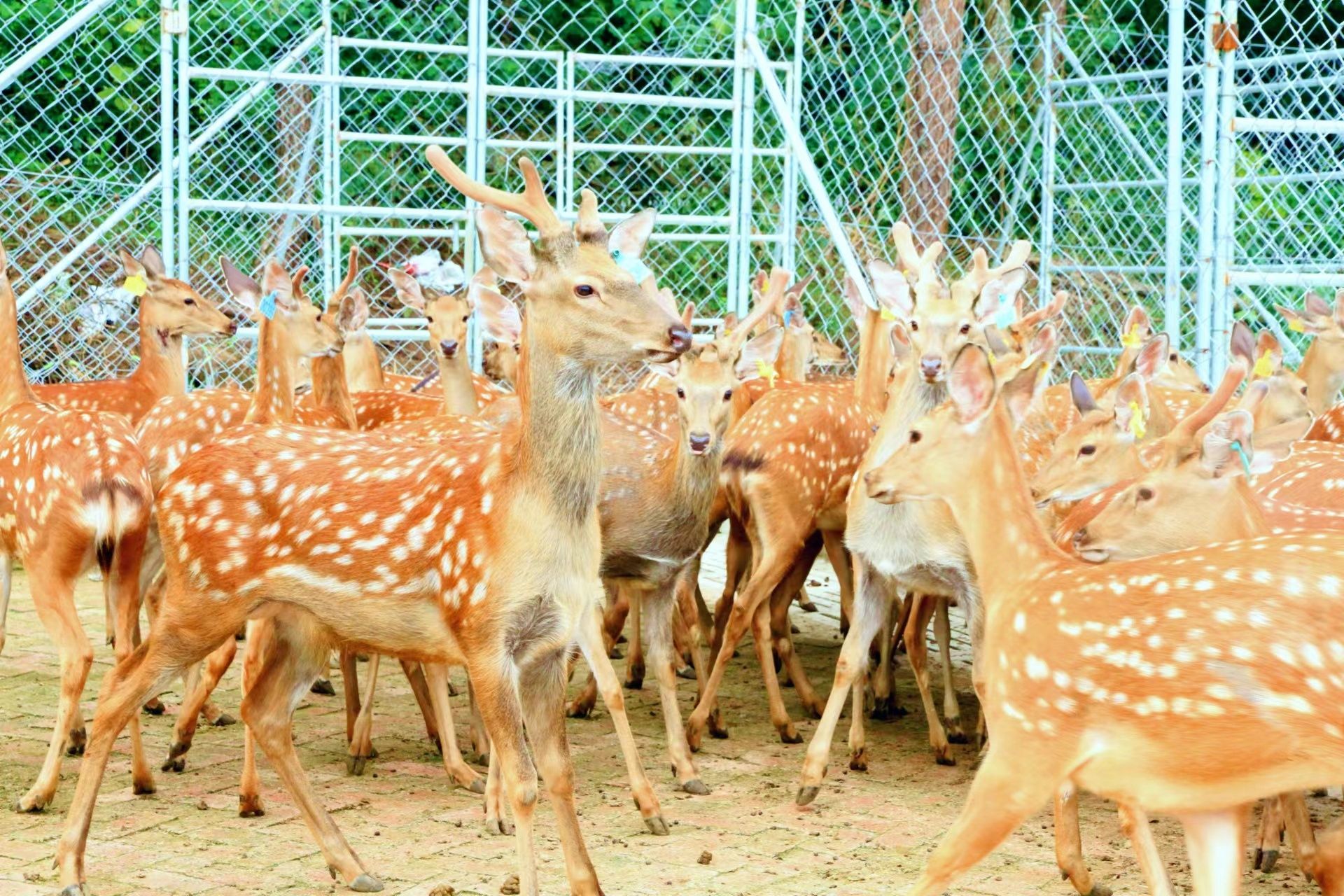 梅花鹿浑身都是宝，养殖价值可观。何霜 摄