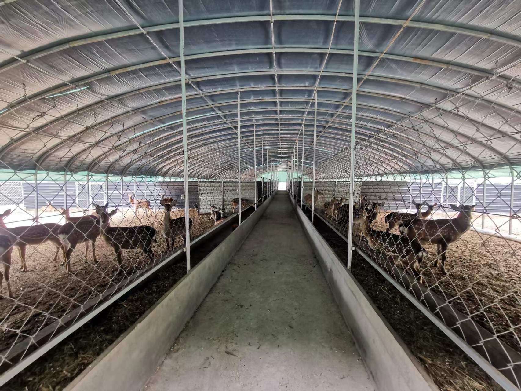 干净整洁的鹿舍 崔海飞 摄