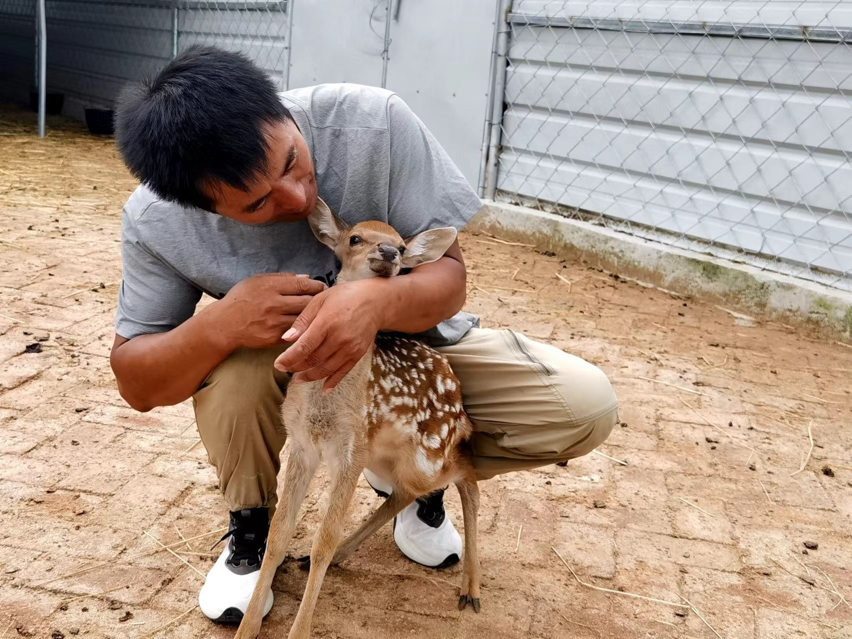 养殖场技术员孔凡军精心照料小鹿崽 何霜 摄