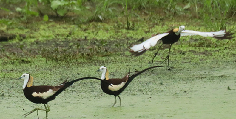 陕西凤翔雍城湖国家湿地公园内的水雉。（图片由李一平提供）