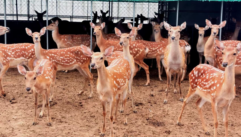 商南县捉马沟村梅花鹿养殖场 崔海飞 摄