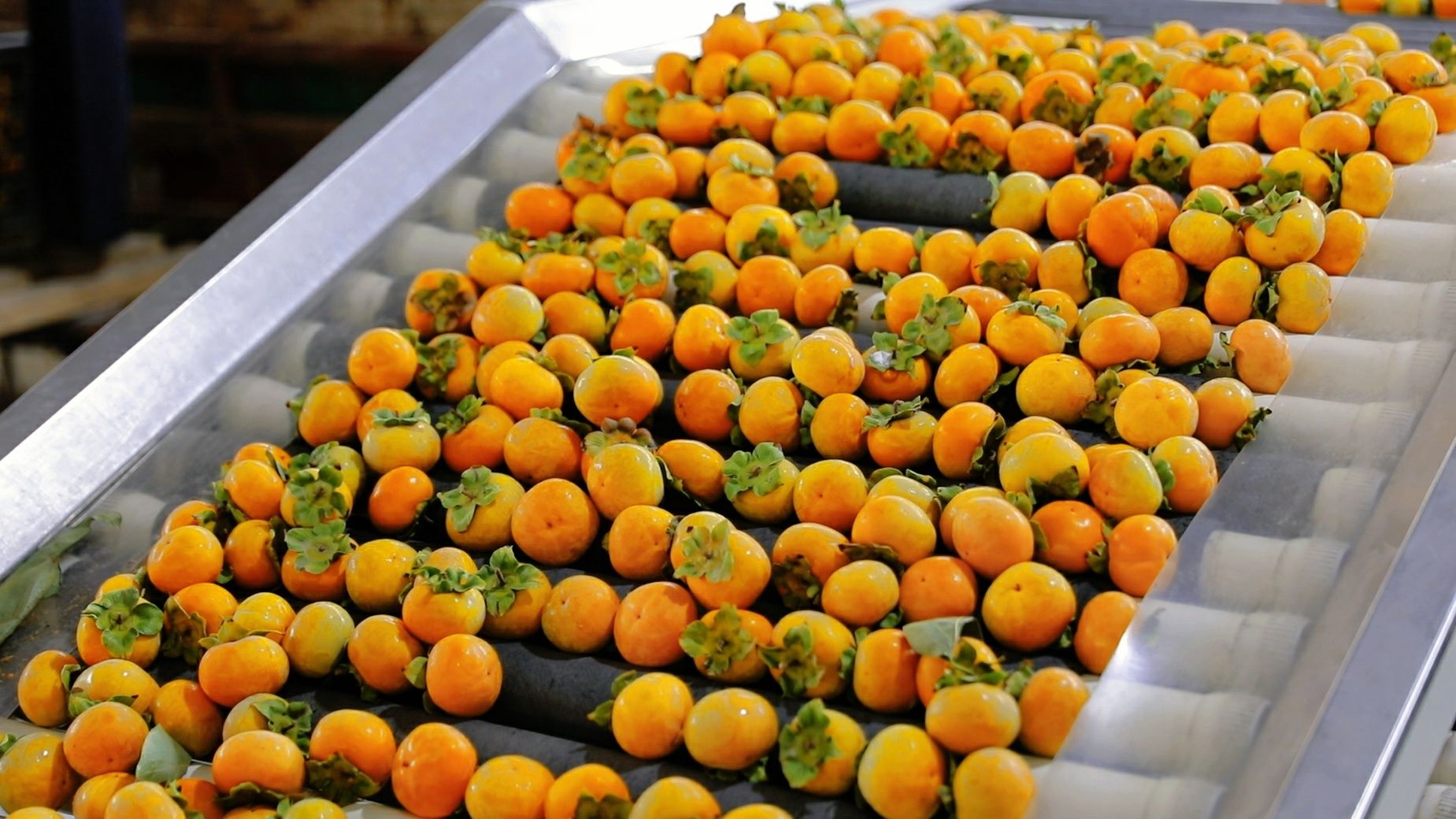 村里的柿子分拣中心