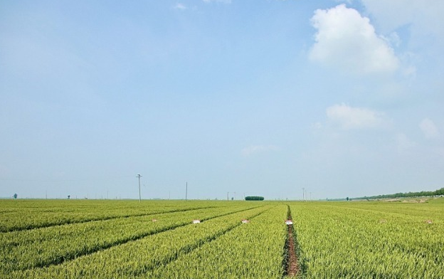 整齐划一的麦田