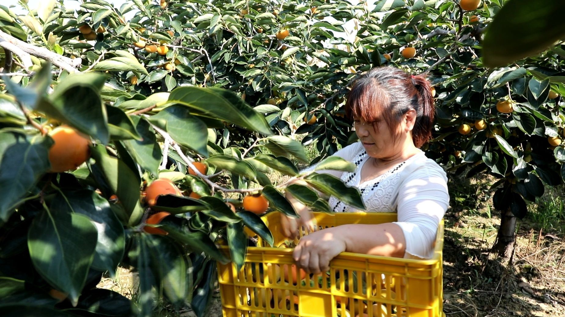 种植户正在采摘柿子（本文图片由大荔县融媒体中心提供）