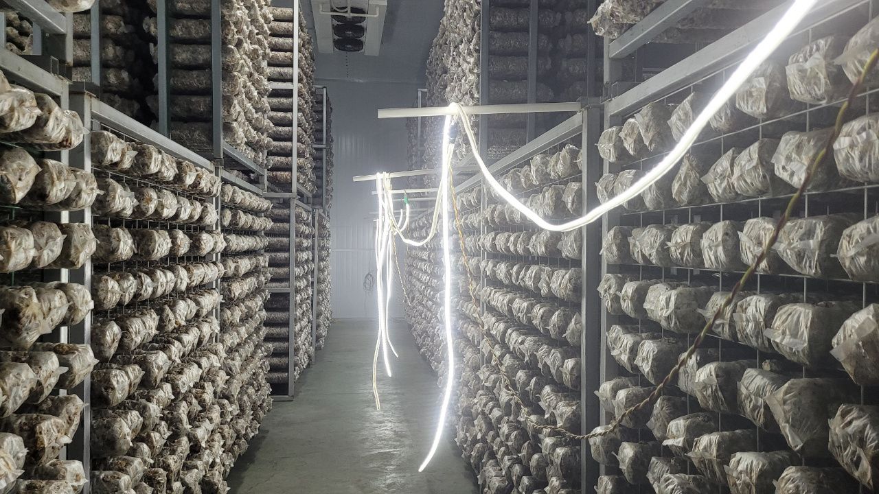 铜川德祥香菇产业接力乡村振兴。