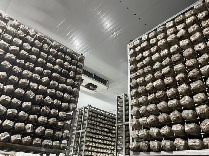  被摆放在架子上的菌棒。韦香惠 摄 