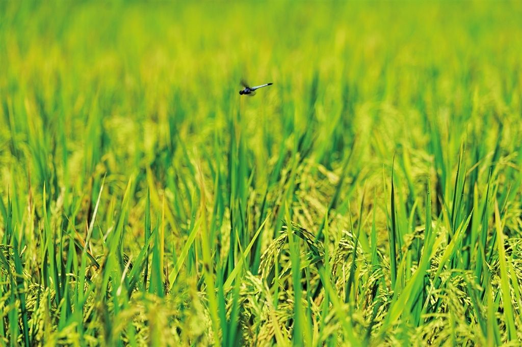 禾苗弯腰，稻穗渐熟。赵华斌 摄