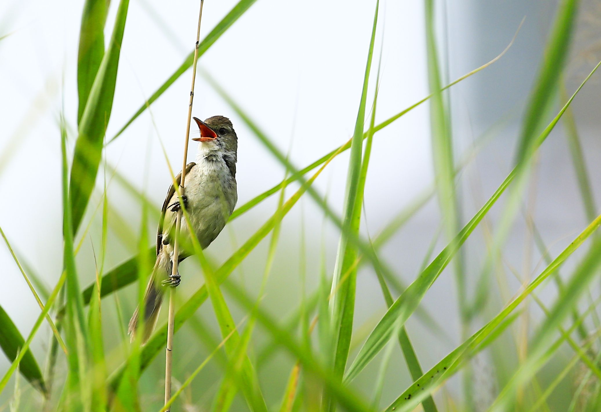 大苇莺引吭高歌（鹿琛 摄）