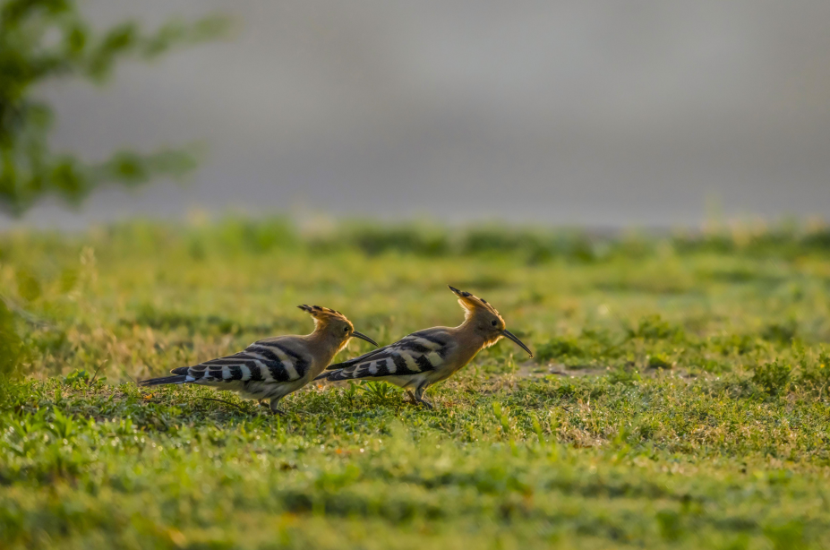 戴胜成双成对（刘新民 摄）
