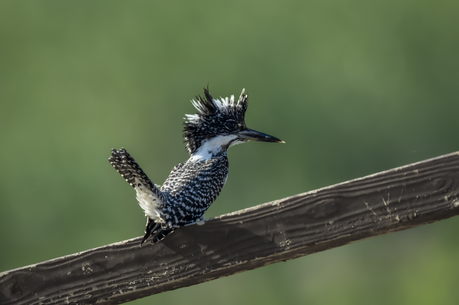 冠鱼狗眺望远方（刘乐仪 摄）