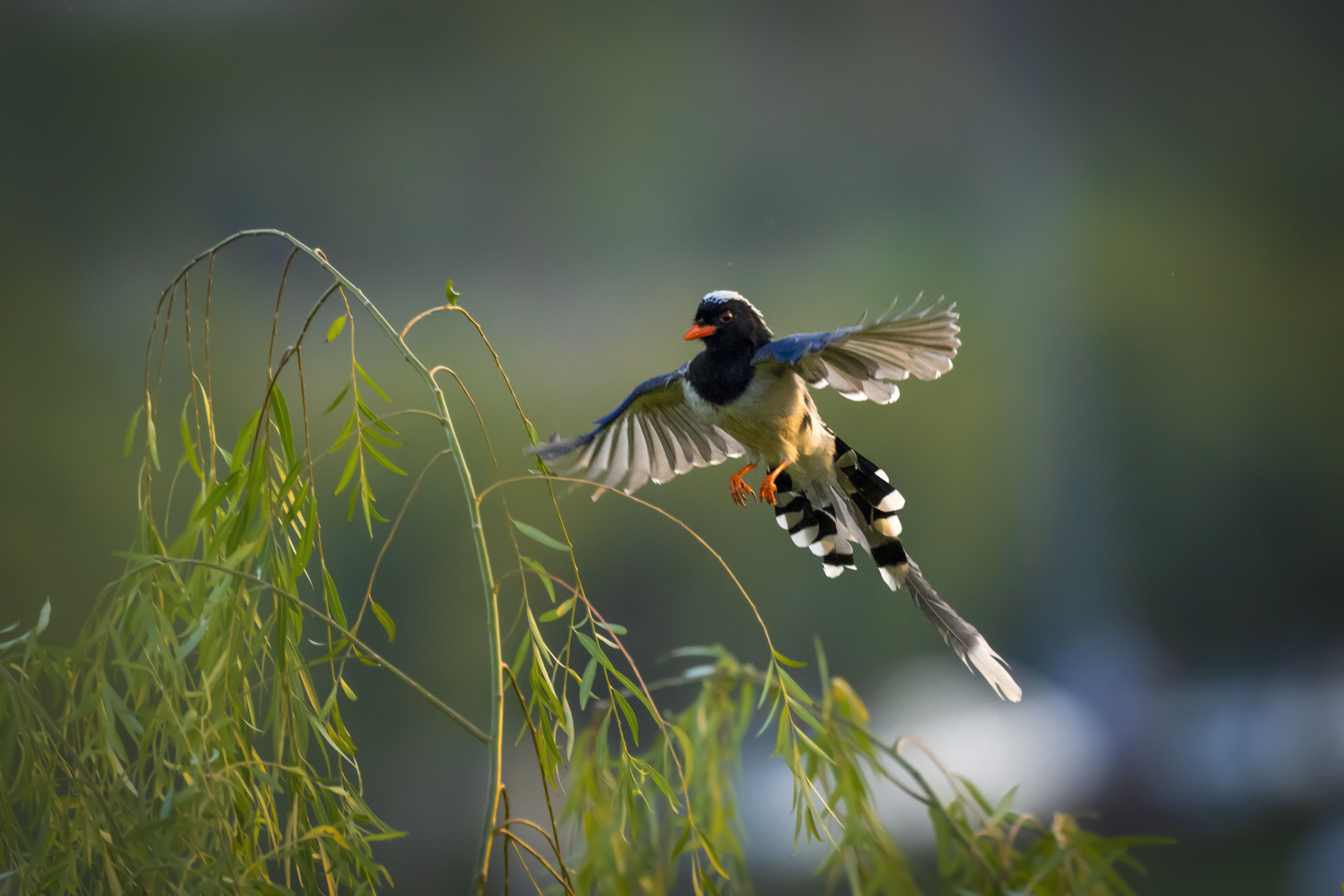 红嘴蓝鹊展翅飞翔（刘新民 摄）