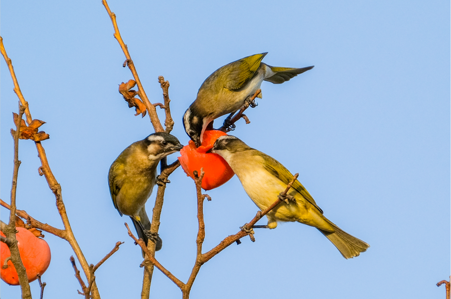 灰椋鸟分享甜蜜（雨田 摄）