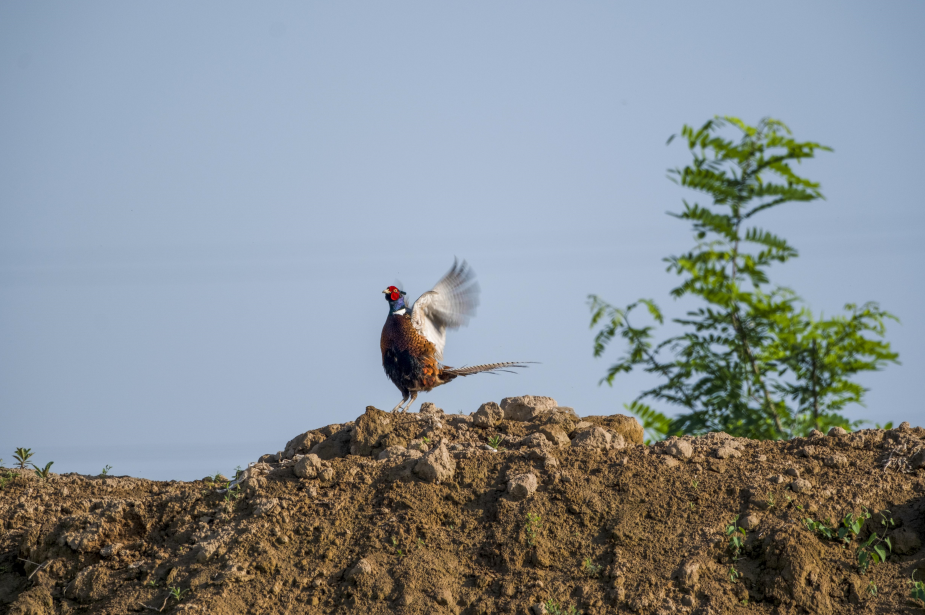 雉鸡报喜讯（任民 摄）
