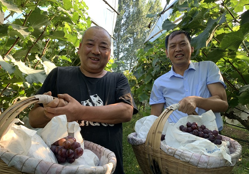 亚子村的葡萄喜获丰收。