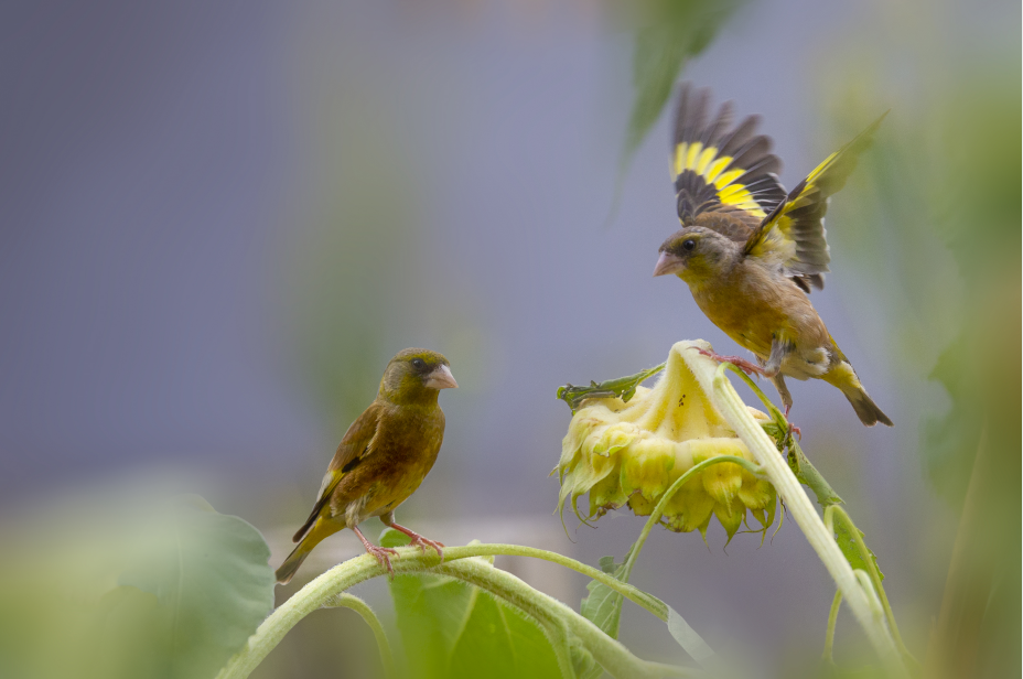 金翅雀交流沟通（程小丽 摄）