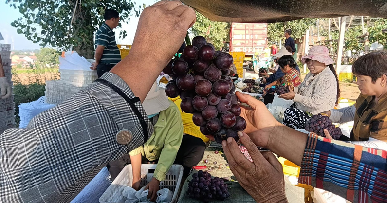 颗粒饱满的葡萄。