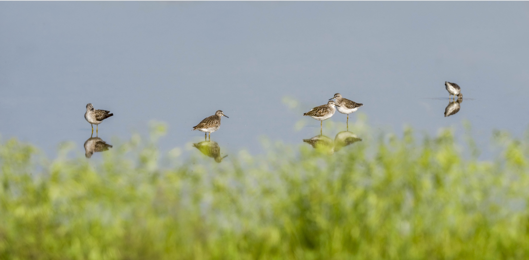 林鹬水中留影（刘乐仪 摄）