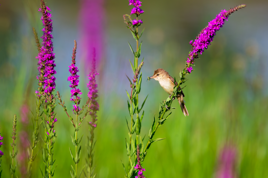 大苇莺喜获美食（魏建平 摄）