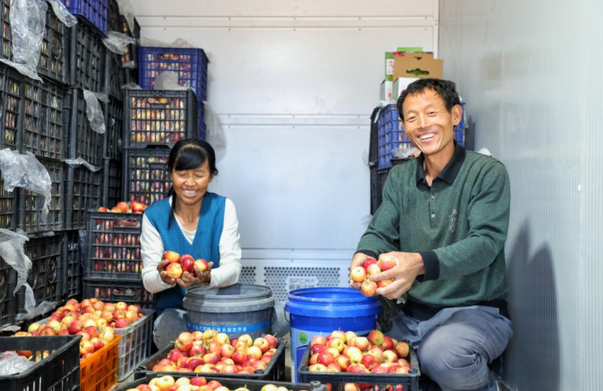 果农雷志锋夫妇正在分拣苹果