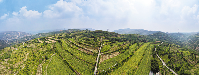 航拍的韩城市桑树坪镇杨家岭村千亩产业示范园