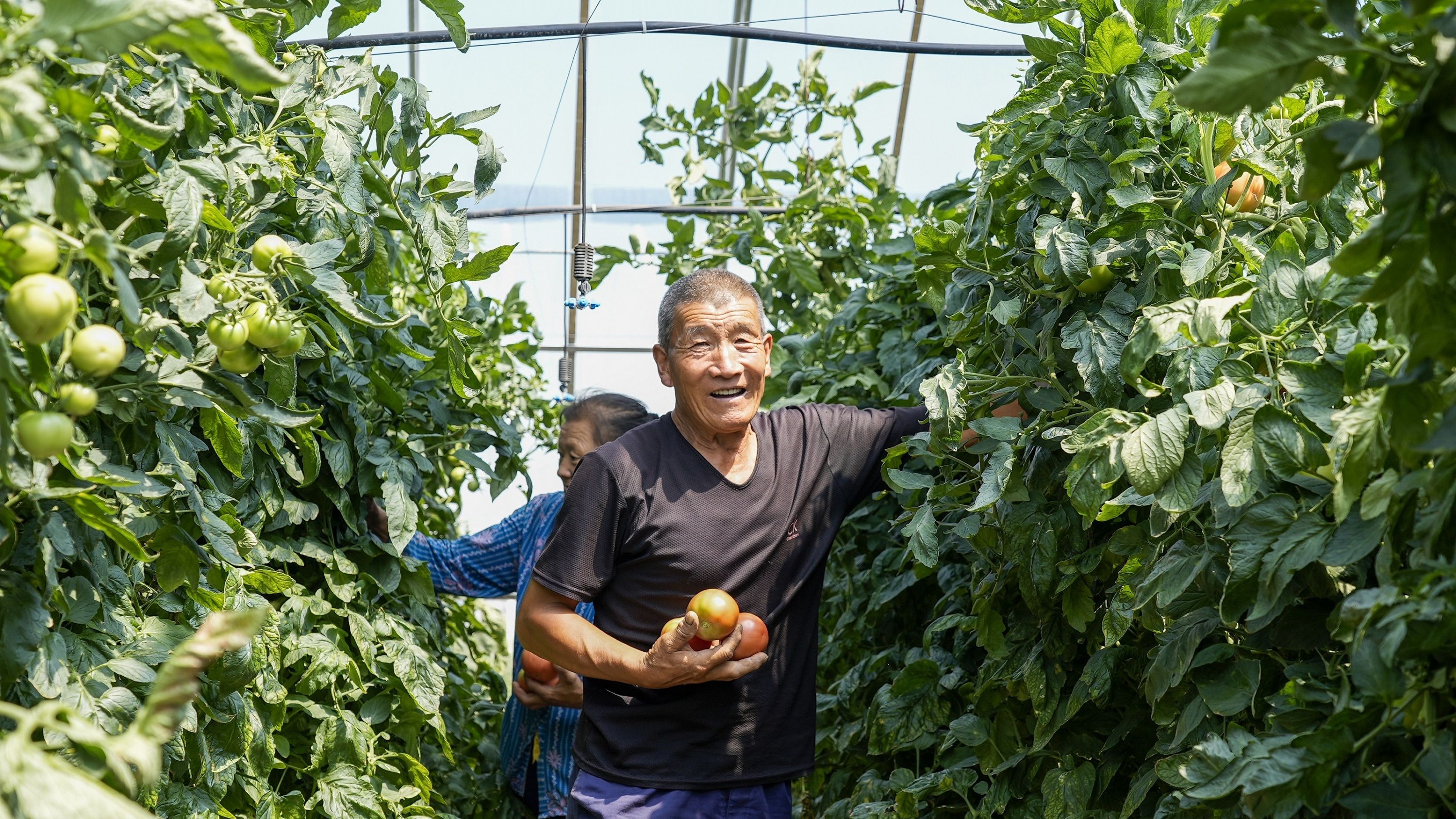 陕煤集团红柳林矿业公司智慧生态大棚内职工家属正在采摘新鲜蔬菜